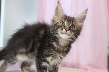 メインクーン【千葉県・女の子・2020年4月8日・ブラウンクラシックタビー】の写真「半分ロシアの血なので、大きくなるかな？」