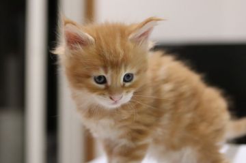 メインクーン【千葉県・女の子・2019年4月9日・レッドクラシックタビー】の写真「たまにしか生まれない赤毛の女の子です。性格◎」