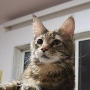 メインクーン【千葉県・女の子・2022年2月14日・ブラウンパッチドクラシックタビー】の写真「美少女です」