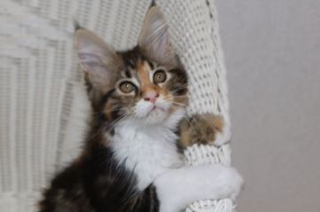 メインクーン【千葉県・女の子・2020年7月27日・ブラウンパッチドタビー&ホワイト】の写真「とっても元気で人懐っこい子です」