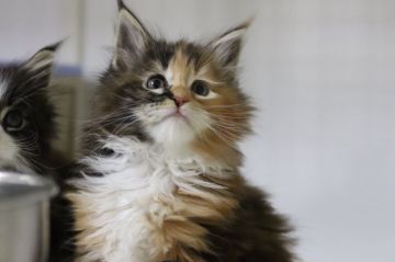 メインクーン【千葉県・女の子・2018年11月3日・ブラウンパッチドタビー&ホワイト】の写真「丸々と育って活発なお嬢さんです」