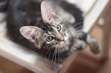 メインクーン【千葉県・女の子・2019年4月30日・ブラウンクラシックタビー】の写真「元気な女の子です」