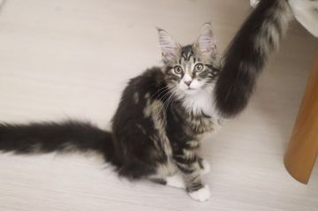 メインクーン【千葉県・女の子・2019年4月19日・ブラウンタビー&ホワイト】の写真「女の子なのに人懐っこいです」