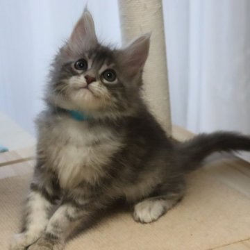 メインクーン【千葉県・男の子・2024年7月21日・ブルーシルバータビー（母親に似て毛ぶきが良いです）】の写真「可愛らしい男の子です」