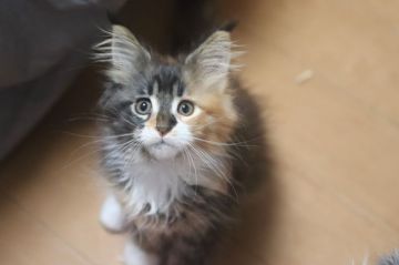 メインクーン【千葉県・女の子・2019年3月19日・ブラウンパッチドタビー&ホワイト】の写真「お転婆さんです」