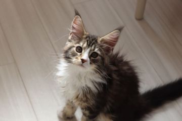 メインクーン【千葉県・女の子・2020年2月10日・ブラウンクラシックタビー&ホワイト】の写真「人気のハチワレ、美猫ちゃん。」