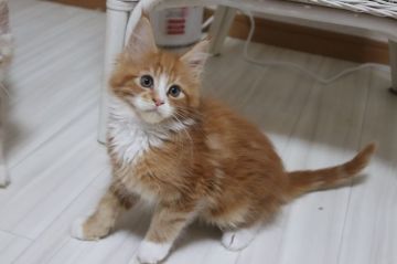 メインクーン【千葉県・男の子・2021年10月18日・レッドクラシックタビー&ホワイト】の写真「メッチャ可愛い！美男子です。」