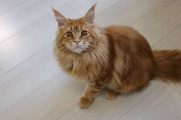 メインクーン【千葉県・男の子・2019年7月7日・レッドクラシックタビー】の写真「大きなストーカー猫です」