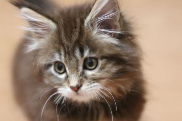 メインクーン【千葉県・女の子・2019年2月26日・ブラウンパッチドクラシックタビー】の写真「小柄だけどメチャメチャ可愛い❤️」