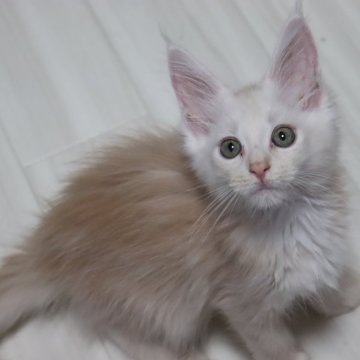 メインクーン【千葉県・女の子・2024年4月1日・カメオティックドタビー】の写真「メチャクチャ性格の良い女の子です」