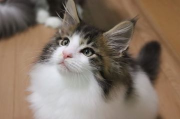 メインクーン【千葉県・男の子・2020年10月16日・ブラウンタビー&ホワイト】の写真「ホワイト多めのハチワレ美男子くん。」