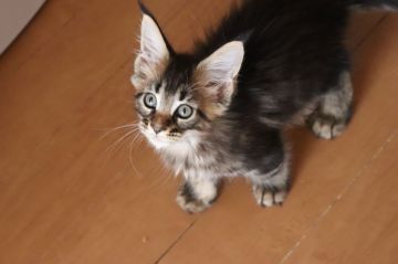 メインクーン【千葉県・女の子・2021年7月19日・ブラウンクラシックタビー】の写真「元気いっぱい走り回ってます」