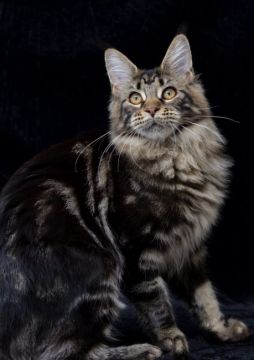 メインクーン【千葉県・女の子・2017年12月3日・ブラウンタビー】の写真「CFAチャンピオンです」