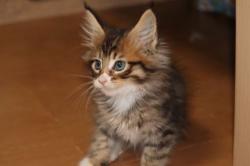 メインクーン【千葉県・男の子・2019年9月25日・ブラウンマッカレルタビー&ホワイト】の写真「メチャメチャ可愛い❤️」