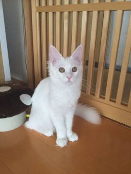 メインクーン【千葉県・女の子・2016年10月4日・ゴールドアイ ホワイト】の写真「人気のホワイト女の子です」