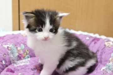 メインクーン【千葉県・男の子・2018年11月11日・ブラウンタビー&ホワイト】の写真「人気のハチワレちゃん」