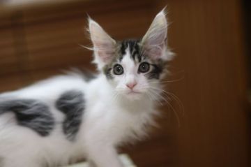 メインクーン【千葉県・男の子・2019年5月10日・ブラウンタビー&ホワイト】の写真「ホワイト多目で模様がハート型のイケメン君です」