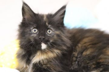 メインクーン【千葉県・女の子・2018年11月11日・トーティシェル】の写真「人懐こくて元気な女の子です」