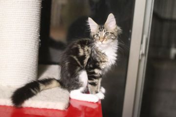 メインクーン【千葉県・女の子・2019年4月19日・ブラウンタビー&ホワイト】の写真「人懐っこい可愛い子です」