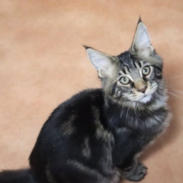 メインクーン【千葉県・男の子・2024年6月21日・ブラウンクラシックタビー】の写真「メチャメチャ元気な男の子」