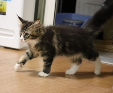 メインクーン【千葉県・女の子・2019年8月11日・ブラウンクラシックタビー&ホワイト】の写真「よく食べよく遊び、とても可愛い美人ちゃんです。」