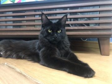 メインクーン【千葉県・女の子・2019年5月30日・ブラック】の写真「細マッチョな艶々黒髪の女の子です」