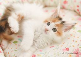 メインクーン【千葉県・女の子・2017年12月3日・キャリコ】の写真「メチャメチャ可愛い三毛猫ちゃん」