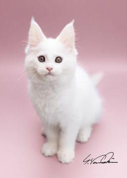 メインクーン【千葉県・女の子・2022年3月6日・ホワイト】の写真「人懐こい女の子です」