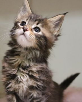 メインクーン【千葉県・女の子・2020年1月1日・ブラウンパッチドタビー（シャギーコート）】の写真「ママ猫はDMになりました。」