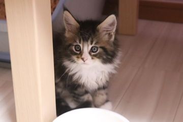 メインクーン【千葉県・女の子・2020年2月10日・ブラウンタビー&ホワイト】の写真「子猫界のアイドルです」