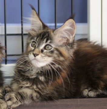 メインクーン【千葉県・女の子・2017年7月9日・ブラウンパッチドタビー】の写真「しっかりした凛々しいお顔です」