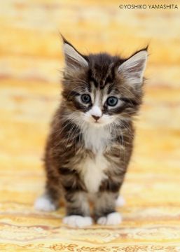 メインクーン【千葉県・女の子・2019年4月19日・ブラウンタビー&ホワイト】の写真「人気のハチワレちゃんです」