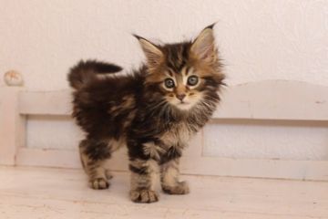 メインクーン【千葉県・男の子・2020年3月29日・ブラウンクラシックタビー】の写真「やっと生まれた男の子です。」