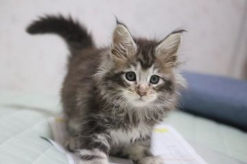 メインクーン【千葉県・男の子・2019年9月25日・シルバークラシックタビー】の写真「今から、お耳が大きくてカッコ可愛いです。」