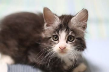 メインクーン【千葉県・男の子・2019年6月3日・シルバータビー&ホワイト】の写真「人気の正統派ハチワレちゃんです」