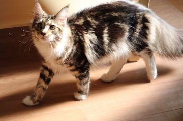 メインクーン【千葉県・女の子・2019年4月19日・ブラウンクラシックタビー&ホワイト】の写真「とにかく膝のり猫ちゃん」