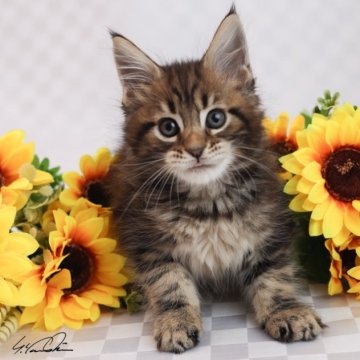 メインクーン【千葉県・男の子・2024年6月21日・ブラウンクラシックタビー】の写真「クッキリタビーの男の子」