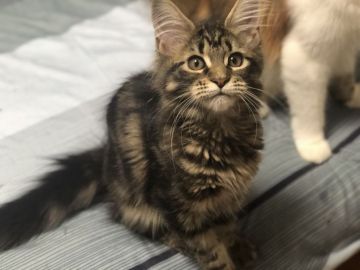 メインクーン【千葉県・女の子・2019年5月10日・ブラウンクラシックタビー】の写真「可愛い盛りです！」