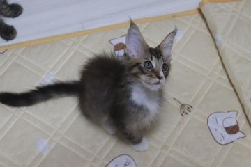 メインクーン【千葉県・男の子・2020年4月16日・ブラウンマッカレルタビー&ホワイト】の写真「可愛い甘えっ子の男の子です。」