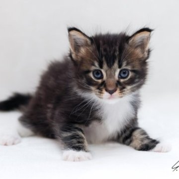 メインクーン【千葉県・男の子・2023年7月29日・ブラウンクラシックタビー&ホワイト】の写真「人気のエプロンソックス男の子」