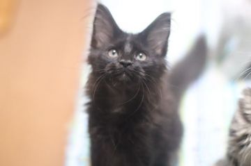 メインクーン【千葉県・男の子・2019年5月10日・ブラック】の写真「神秘的なブラックです」