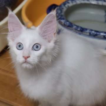 メインクーン【千葉県・女の子・2024年2月4日・ホワイト ブルーアイ】の写真「ブルーアイズ 今はお耳聞こえてます。」