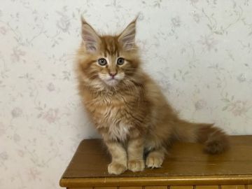 メインクーン【千葉県・女の子・2017年11月18日・レッドクラシックタビー】の写真「珍しいレッドタビーの女の子です」