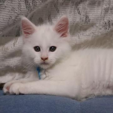 メインクーン【千葉県・男の子・2022年7月29日・ゴールドアイ ホワイト】の写真「とっても人懐こいホワイトの男の子です」