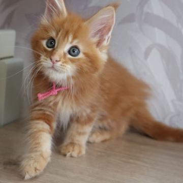 メインクーン【千葉県・男の子・2022年8月10日・レッドクラシックタビー】の写真「とっても人懐こい男の子です」