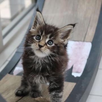 メインクーン【千葉県・女の子・2022年6月26日・ブラウンクラシックタビー】の写真「人懐こい女の子です」