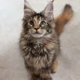 メインクーン【千葉県・女の子・2023年1月16日・】の写真1「5/13撮影」