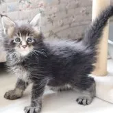 メインクーン【千葉県・男の子・2023年6月6日・ブラウンティックドタビー】の写真2「7/17撮影」