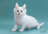 メインクーン【千葉県・男の子・2022年8月10日・】の写真2