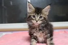 メインクーン【千葉県・女の子・2020年3月29日・ブラウンクラシックタビー】の写真3